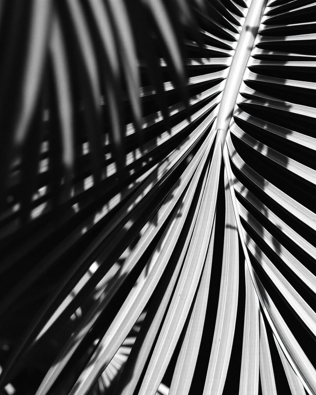 Canopy fronds · raw site documentation